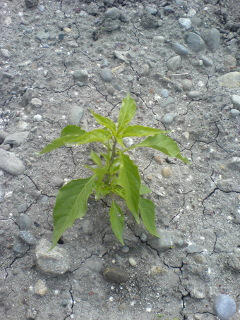 Chilipflanzen auf einem Feld