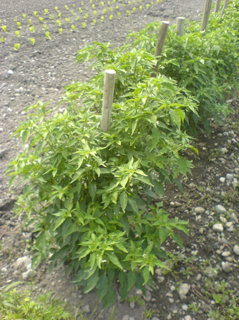 Chilipflanzen auf einem Feld