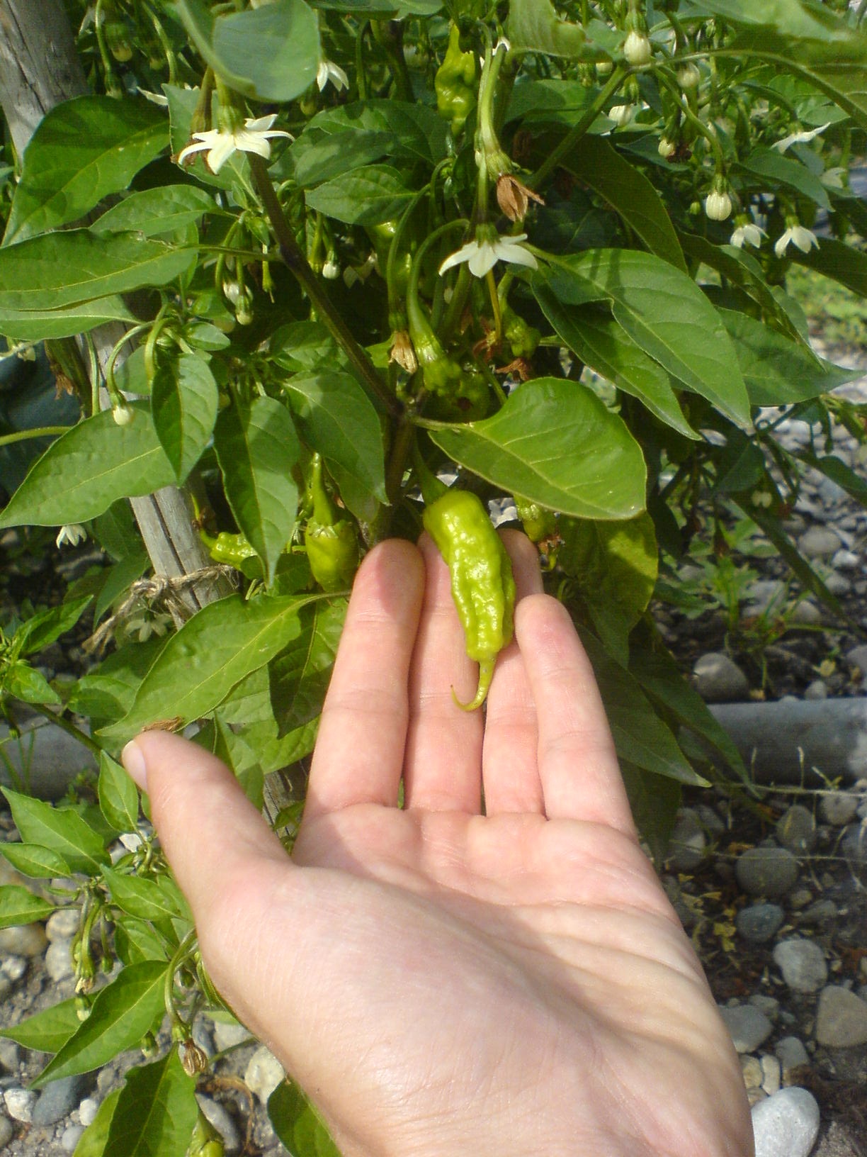 Junge Früchte einer Chilipflanze