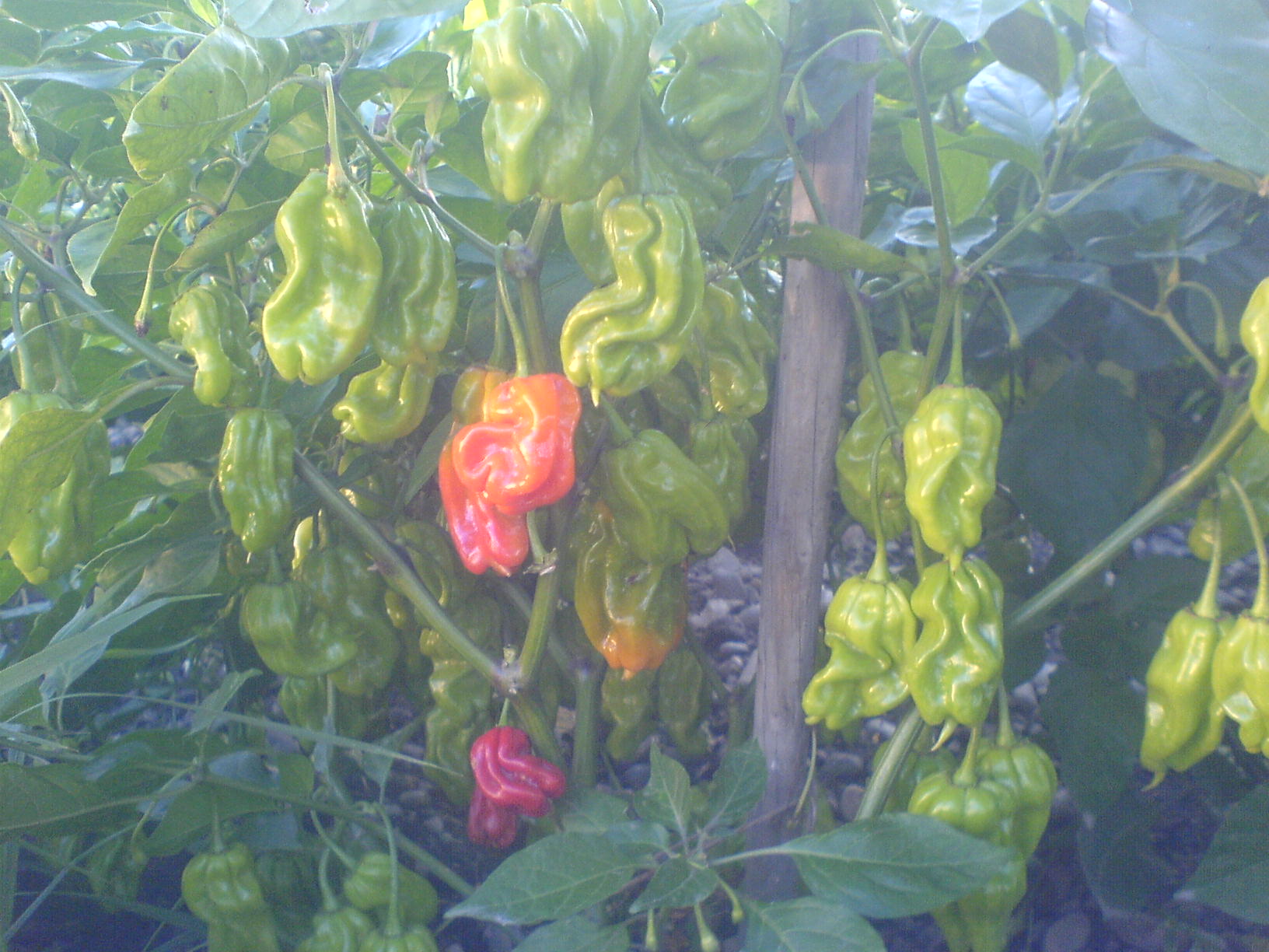 Früchte einer Chilipflanze